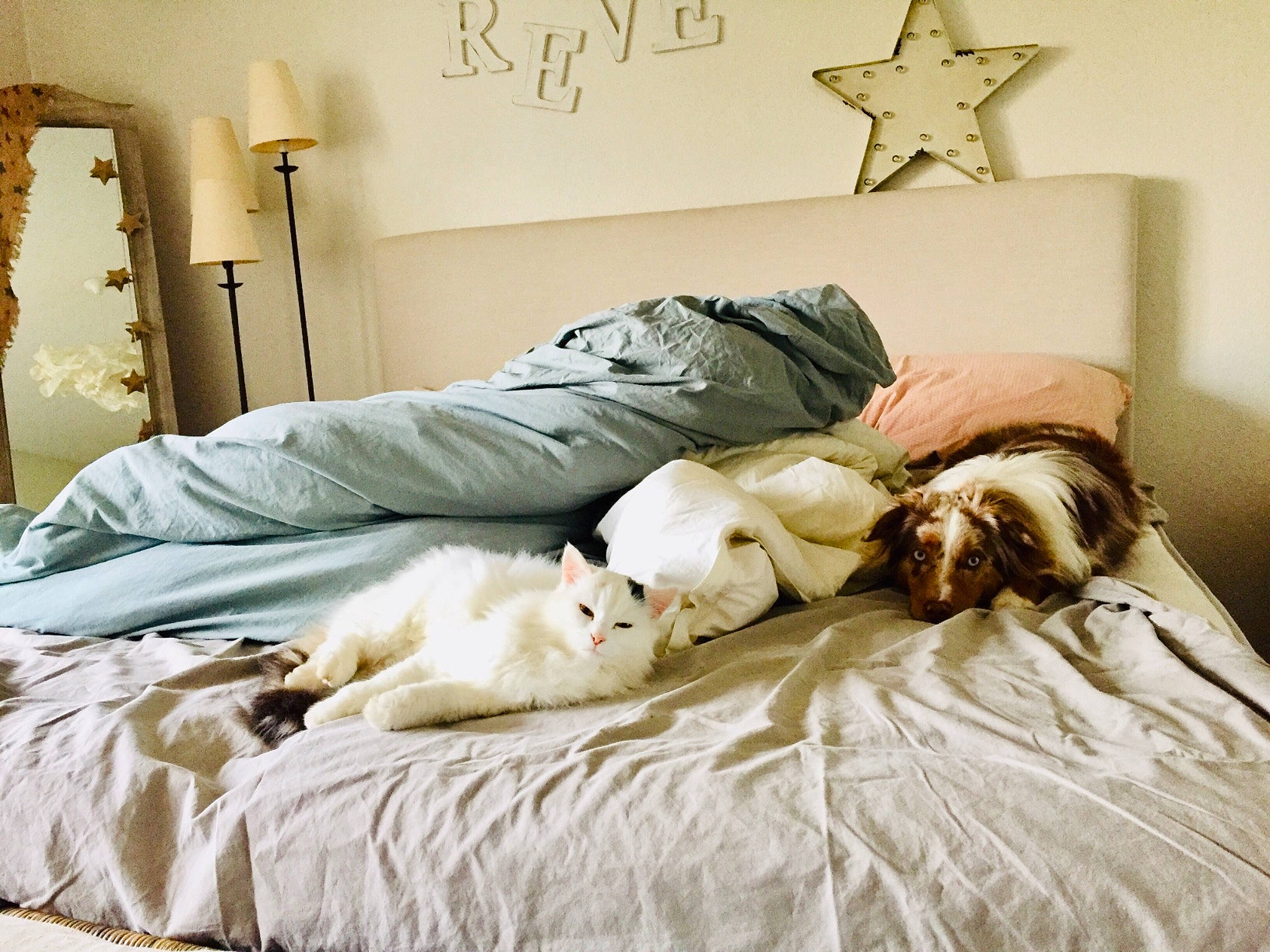 Schambala a rejoint le concours — aidez-le/la à gagner de superbes lots ! bed, bed_frame, bed_sheet, bedding, bedroom, bedtime, canidae, comfort, companion_dog, duvet, fur, furniture, interior_design, linens, mattress, nap, non_sporting_group, pillow, room, textile