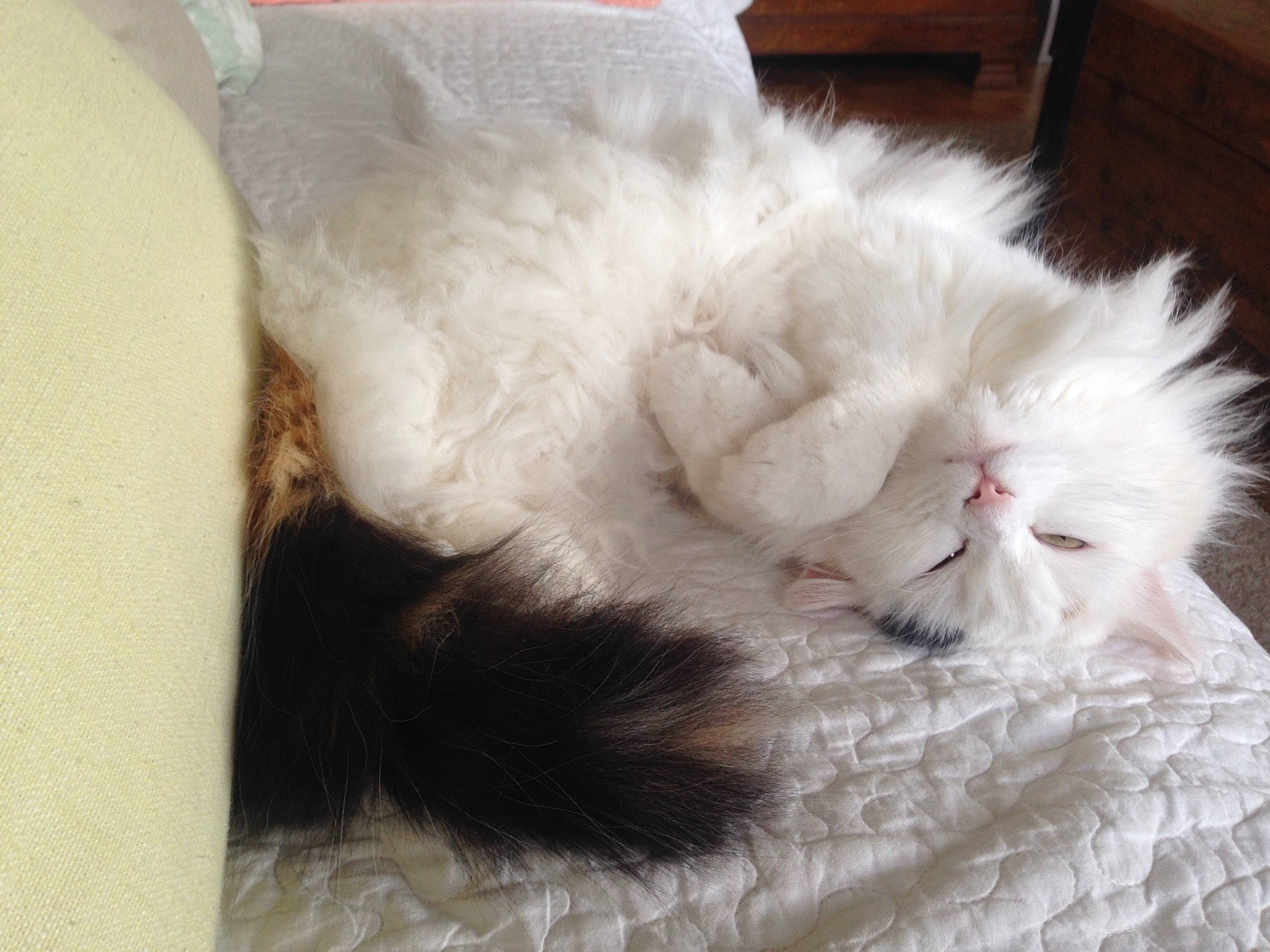 Schambala a rejoint le concours — aidez-le/la à gagner de superbes lots ! british_longhair, british_semi_longhair, carnivore, cat, domestic_long_haired_cat, felidae, fur, kitten, mammal, nap, norwegian_forest_cat, nose, persian, ragamuffin, ragdoll, skin, small_to_medium_sized_cats, tail, turkish_angora, whiskers