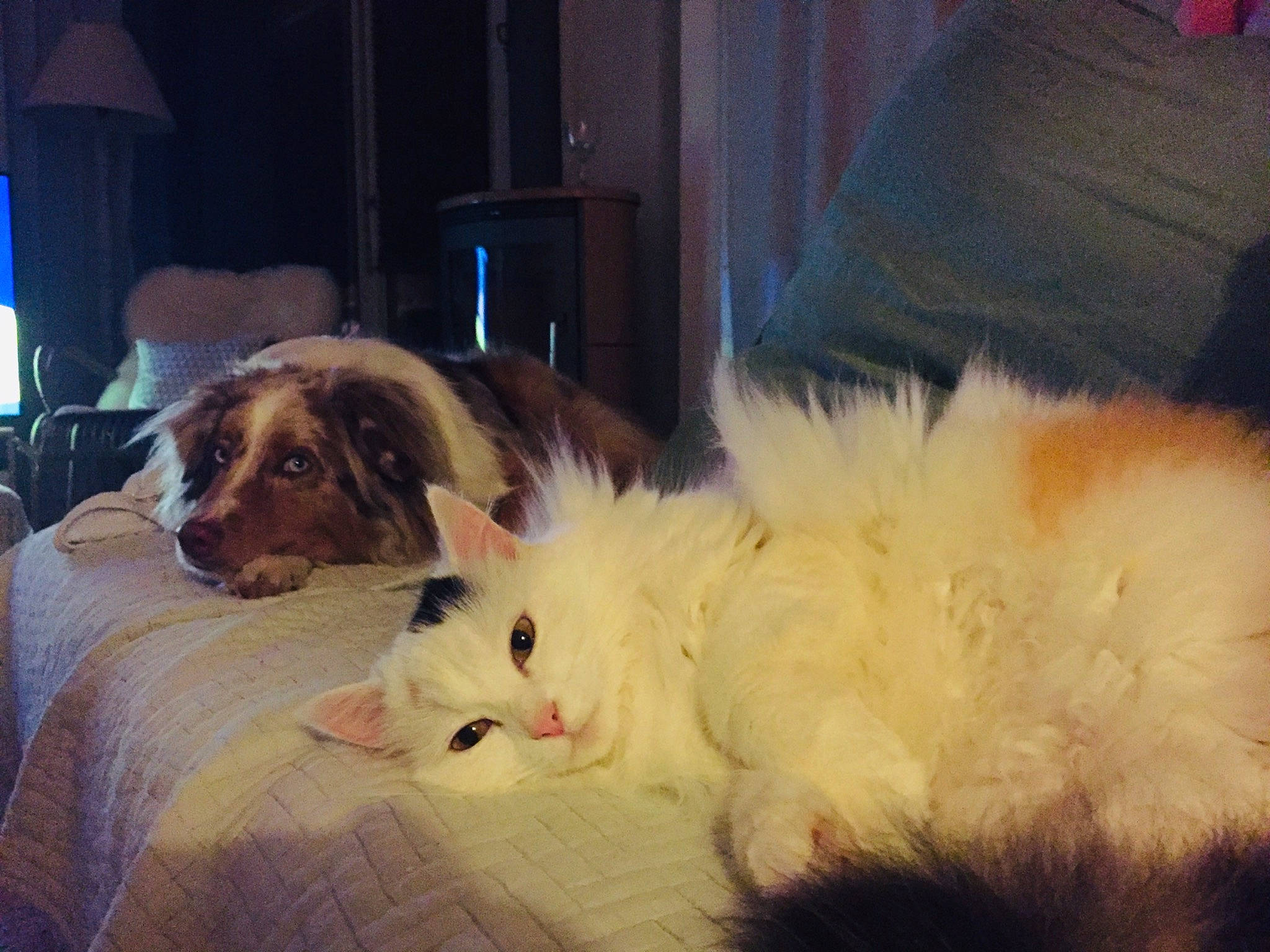 Schambala a rejoint le concours — aidez-le/la à gagner de superbes lots ! canidae, carnivore, cat, companion_dog, dog, dog_breed, ear, felidae, fur, mammal, paw, puppy, puppy_love, ragdoll, small_to_medium_sized_cats, sporting_group, tail, whiskers