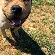 Reaper joined the competition — help win amazing prizes! animal, canine, closeup, daylight, dog, ears, friendly, fur, grass, happy, muzzle, nature, outdoor, pet, playful, shadow, smiling, snout, sunlight, tongue
