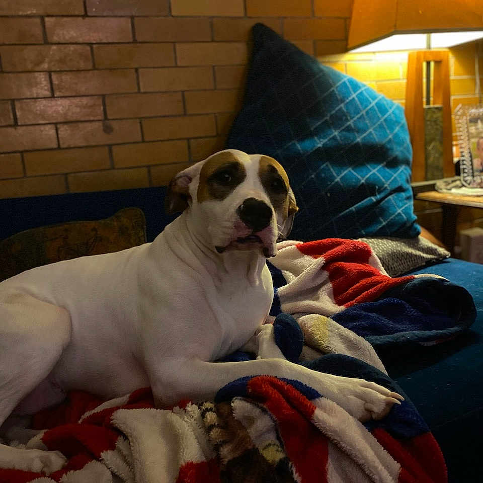 Ally Girl joined the competition — help win amazing prizes! animal, architecture, blanket, building, canine, couch, cushion, dog, furniture, homedecor, hound, indoors, interiordesign, lamp, livingroom, person, pet, puppy, room, tablelamp