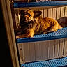 dog, brown_dog, pet, animal, lying_down, blue_steps, sunlight, shadow, indoors, plastic, fur, relaxed, resting, warm_light, side_view, stairs, domestic_animal, quiet, calm, cozy