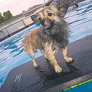 Peanut is registered to the contest to win money with this photo: dog, wet_dog, pool, water, floating_board, backyard, fence, person, swimming, house, palm_tree, sky, outdoor, sunset, animal, pet, water_sports, leisure, summer, fun
