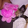 Peanut joined the competition — help win amazing prizes! dog, sleeping, stuffed_toy, pink, heart, blanket, arm, human, resting, cozy, cute, indoor, fabric, fur, toy, snuggling, pet, relaxation, comfort, closeup