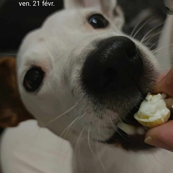 Buster participe au concours pour gagner de l'argent avec cette photo : animal, bodypart, bulldog, canine, cream, dessert, doctor, dog, finger, food, hand, head, hound, husky, icecream, person, pet, puppy, snout, whitedog