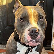 Blu joined the competition — help win amazing prizes! dog, pitbull, pet, close_up, portrait, sitting, leash, collar, snout, whiskers, expressive_eyes, door, doormat, sunlight, shadow, wrinkled_muzzle, short_fur, gray_fur, white_chest, alert