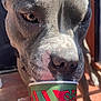 Blu joined the competition — help win amazing prizes! dog, pitbull, close_up, face, snout, nose, eyes, fur, whiskers, paper_cup, beverage, drinking, hand, fingers, ring, outdoor, porch, sunlight, paw, tile_floor
