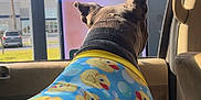 Blu is registered to the contest to win money with this photo: dog, pet, drive_thru, car_interior, back_view, dog_pajamas, rubber_duck_print, window, touchscreen, sunlight, palm_tree, seat, door_panel, head, ears, collar, blue_pattern, waiting, playful, ordering