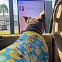 dog, pet, drive_thru, car_interior, back_view, dog_pajamas, rubber_duck_print, window, touchscreen, sunlight, palm_tree, seat, door_panel, head, ears, collar, blue_pattern, waiting, playful, ordering
