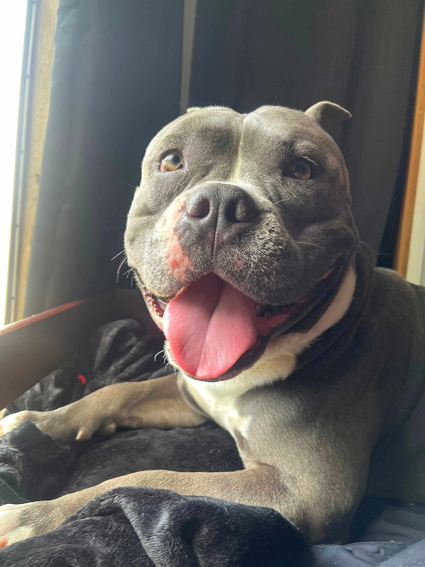 Blu joined the competition — help win amazing prizes! dog, pitbull, close_up, tongue_out, panting, happy, pet, snout, whiskers, brown_eyes, front_legs, paws, fur, indoor, blanket, couch, window, natural_light, portrait, smiling