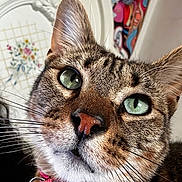 Pico is registered to the contest to win money with this photo: animal, background, cat, close_up, closeup, curious, domestic, ear, face, feline, fur, green_eyes, indoor, nose, pet, pink_collar, portrait, tabby, texture, whiskers