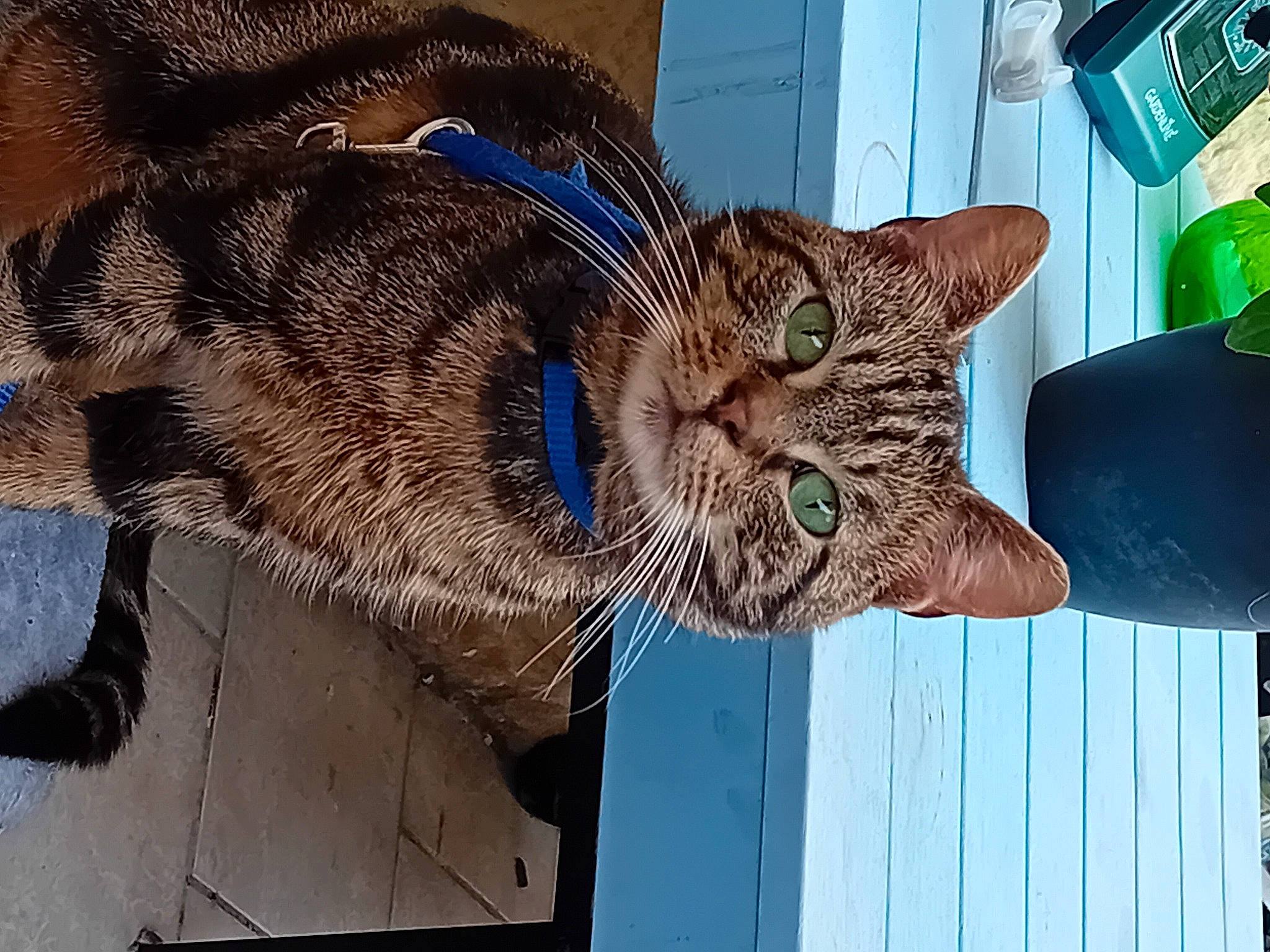 Tigrou participe au concours pour gagner de l'argent avec cette photo : carnivore, cat, claw, domestic_short_haired_cat, eye, felidae, fur, pet_supply, sitting, small_to_medium_sized_cats, snout, tail, terrestrial_animal, tree, whiskers, wildlife, window, wood