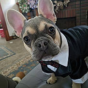 Sami is registered to the contest to win money with this photo: dog, tuxedo, bow_tie, pet, curious, living_room, fireplace, wreath, couch, indoor, french_bulldog, costume, animal, cute, portrait, close_up, furniture, decor, home, canine