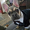 dog, tuxedo, bow_tie, pet, curious, living_room, fireplace, wreath, couch, indoor, french_bulldog, costume, animal, cute, portrait, close_up, furniture, decor, home, canine