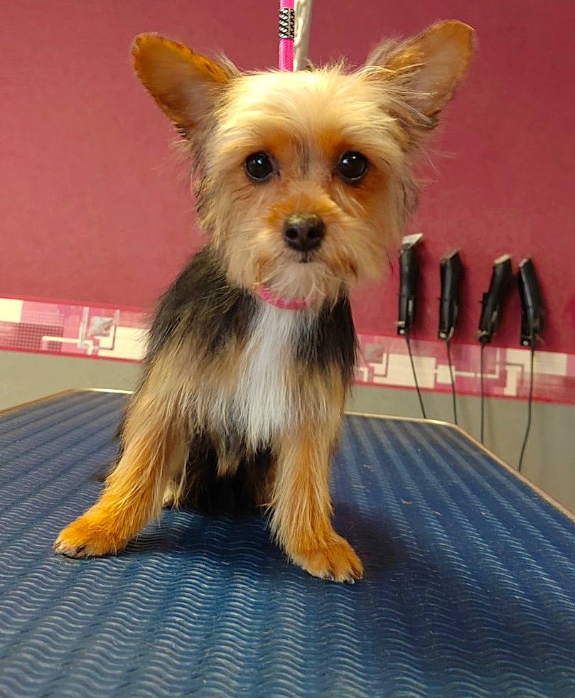 Sweety participe au concours pour gagner de l'argent avec cette photo : australian_terrier, biewer_terrier, canidae, carnivore, companion_dog, dog, dog_breed, fashion_accessory, fawn, fur, small_terrier, snout, sporting_group, terrier, toy_dog, working_terrier, yorkipoo, yorkshire_terrier