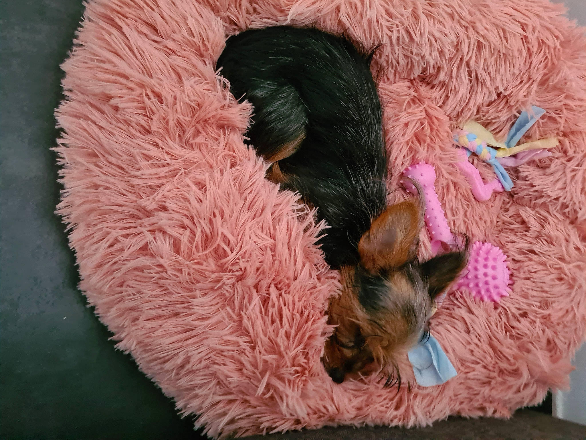 Sweety participe au concours pour gagner de l'argent avec cette photo : canidae, carnivore, companion_dog, dog, dog_breed, dog_supply, fawn, fur, liver, magenta, natural_material, pet_supply, pink, snout, sporting_group, tail, toy, toy_dog, wool, working_animal