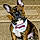 Chipper
