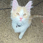 Apollo is registered to the contest to win money with this photo: animal, bell, carpet, cat, closeup, collar, curious, cute, feline, fluffy, fur, indoor, kitten, pet, pink_nose, playful, tail, walking, whiskers, young