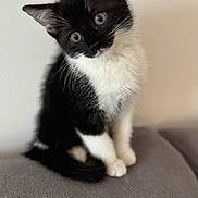 Oreo participe au concours pour gagner de l'argent avec cette photo : kitten, black_and_white, cat, fur, sitting, curious, indoor, pet, animal, whiskers, ears, cute, feline, soft, closeup, young, domestic, portrait, gray_background, fluffy