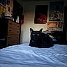 Joey joined the competition — help win amazing prizes! black_cat, cat, bed, white_bedspread, indoor, poster, dresser, furniture, pet, animal, alert, lying_down, room, wall_art, cozy, domestic, fur, whiskers, eyes, quiet