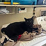 Joey is registered to the contest to win money with this photo: black_cat, cat, laundry_room, washing_machine, clothes, folded_clothes, shelf, cleaning_supplies, plastic_basket, domestic, indoor, pet, feline, curious, resting, household, appliance, fabric, wall_outlet, cord