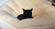 Joey joined the competition — help win amazing prizes! black_cat, cat, papasan_chair, cushion, indoor, poster, wall, cardboard_box, furniture, carpet, relaxed, pet, animal, cozy, home, domestic, resting, seated, comfortable, calm