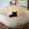 black_cat, cat, papasan_chair, cushion, indoor, poster, wall, cardboard_box, furniture, carpet, relaxed, pet, animal, cozy, home, domestic, resting, seated, comfortable, calm