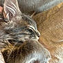 Bobo joined the competition — help win amazing prizes! animal, beige, cat, close_up, comfort, cozy, cute, domestic_animal, ear, feline, fur, indoor, paw, pet, relaxation, resting, sleeping, tabby_cat, texture, whiskers