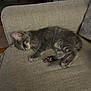 Bobo is registered to the contest to win money with this photo: animal, calm, cat, couch, cozy, cute, domestic_cat, fur, furniture, gray_tabby, home, indoor, kitten, paw, pet, relaxation, resting, sleeping, soft, texture