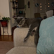 Bobo joined the competition — help win amazing prizes! armrest, blanket, cat, couch, cozy, curtains, furniture, gray_cat, home_decor, indoor, living_room, pet, pillow, plant, quiet, relaxed, resting, sleeping, soft, wood_floor