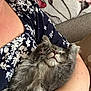 arm, blanket, cat, comfort, cozy, cute, floral_pattern, fluffy, fur, gray_cat, indoor, kitten, nap, navy_blue, paw, person, pet, resting, sleeping, whiskers