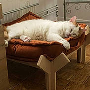 Titouf participe au concours pour gagner de l'argent avec cette photo : cat, cozy, cushion, furniture, glass_vase, indoor, living_room, nap, orange_and_white, paw, pet, pet_bed, radiator, relaxed, side_table, sleeping_cat, tile_floor, wallpaper, whiskers, wooden_bed_frame