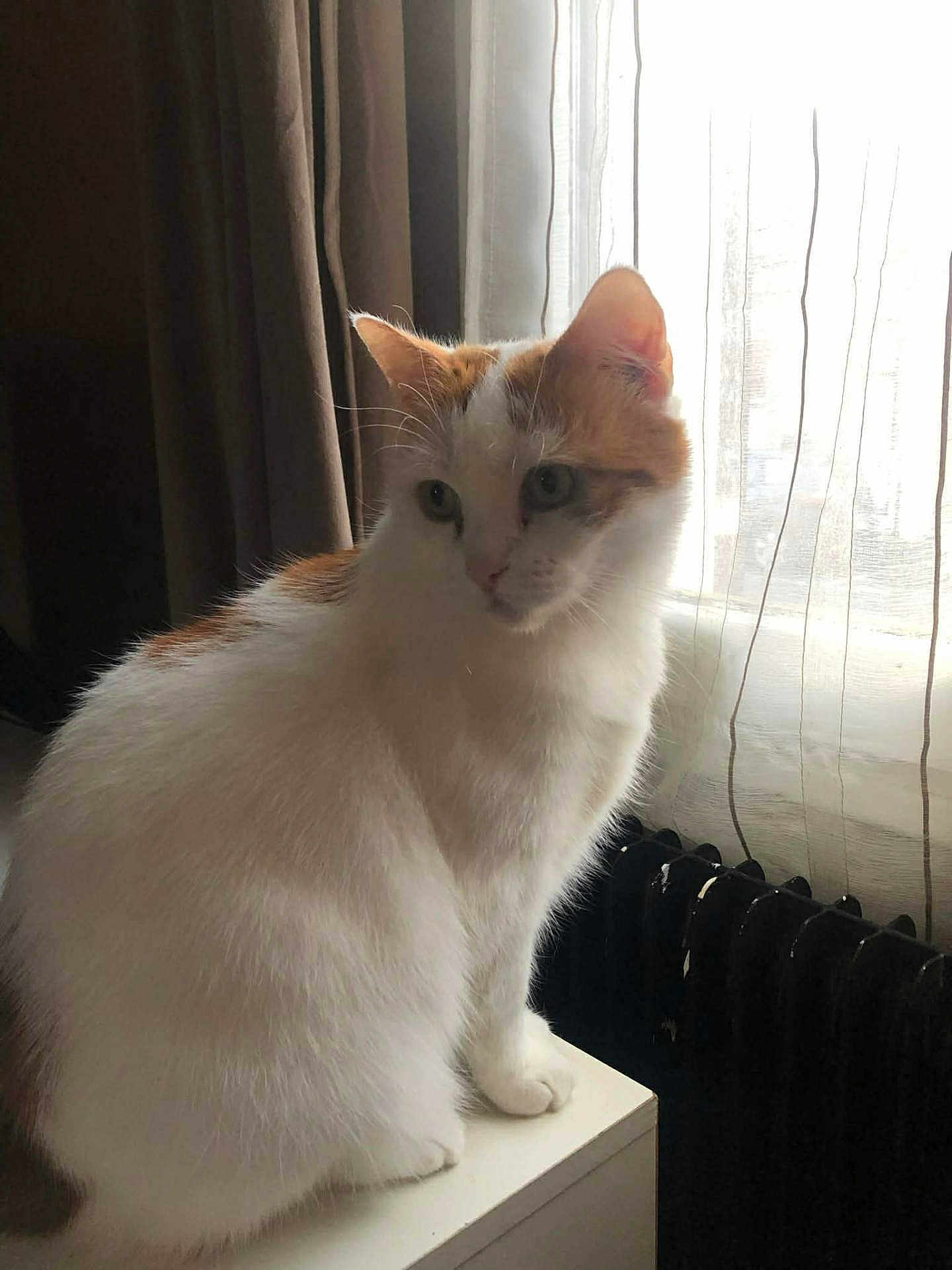 Titouf participe au concours pour gagner de l'argent avec cette photo : cat, pet, feline, white_fur, orange_fur, whiskers, ears, paws, sitting, windowsill, window, curtain, sheer_curtain, radiator, indoor, backlit, sunlight, portrait, cozy, soft_fur