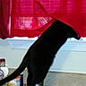 cat, black_cat, white_paws, curious, curtain, red_curtain, kitchen_countertop, window, investigating, pet, indoor, domestic, feline, animal, curled_tail, food_kibble, jar, container, home, mischievous