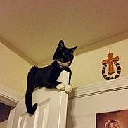 Bastet joined the competition — help win amazing prizes! cat, tuxedo_cat, door, indoors, perched, curious, animal, pet, black_and_white, clawing, feline, house, wall, cross, decoration, portrait, light, shadow, ceiling, room