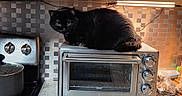 Ori joined the competition — help win amazing prizes! cat, black_cat, toaster_oven, kitchen, stove, pot, cooking, tile_backsplash, under_cabinet_lighting, countertop, cabinet, appliance, pet, feline, domestic_animal, indoor, resting, curious, small_appliance, home