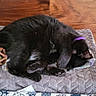 Ori is registered to the contest to win money with this photo: cat, black_cat, sleeping, pet, collar, purple_collar, blanket, soft_texture, wooden_floor, wooden_cabinet, indoor, toy, geometric_toy, resting, cozy, feline, home, comfort, fur, nap