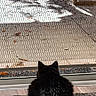 Ori is registered to the contest to win money with this photo: cat, black_cat, pet, indoor, looking_out, mesh_screen, door, rug, floor, wood_floor, vent, shadow, outdoor, patio, quiet, still_life, animal, feline, home, window