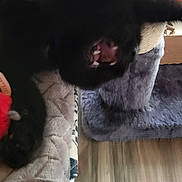 Ori is registered to the contest to win money with this photo: black_cat, cat, blurry, yawning, quilted_surface, scratching_post, indoor, flooring, furniture, pet, animal, mouth_open, paw, cozy, home, feline, soft_texture, playful, resting, domestic