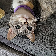 Buru joined the competition — help win amazing prizes! cat, tabby, pet, animal, collar, purple_collar, lying_down, upside_down, curious, whiskers, ears, feline, indoor, carpet, texture, closeup, face, eyes, paw, relaxed