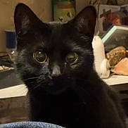 Salem is registered to the contest to win money with this photo: black_cat, cat, pet, animal, close_up, indoor, household_items, cluttered_background, feline, whiskers, ears, eyes, fur, domestic_animal, looking_at_camera, soft_lighting, portrait, curious, cute, companion