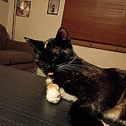 Queenie is registered to the contest to win money with this photo: cat, tortoiseshell_cat, tongue_out, paw, whiskers, table_surface, living_room, couch, picture_frames, lamp, wooden_blinds, indoor, cozy, pet, feline, close_up, black_fur, white_paw, relaxed, curious