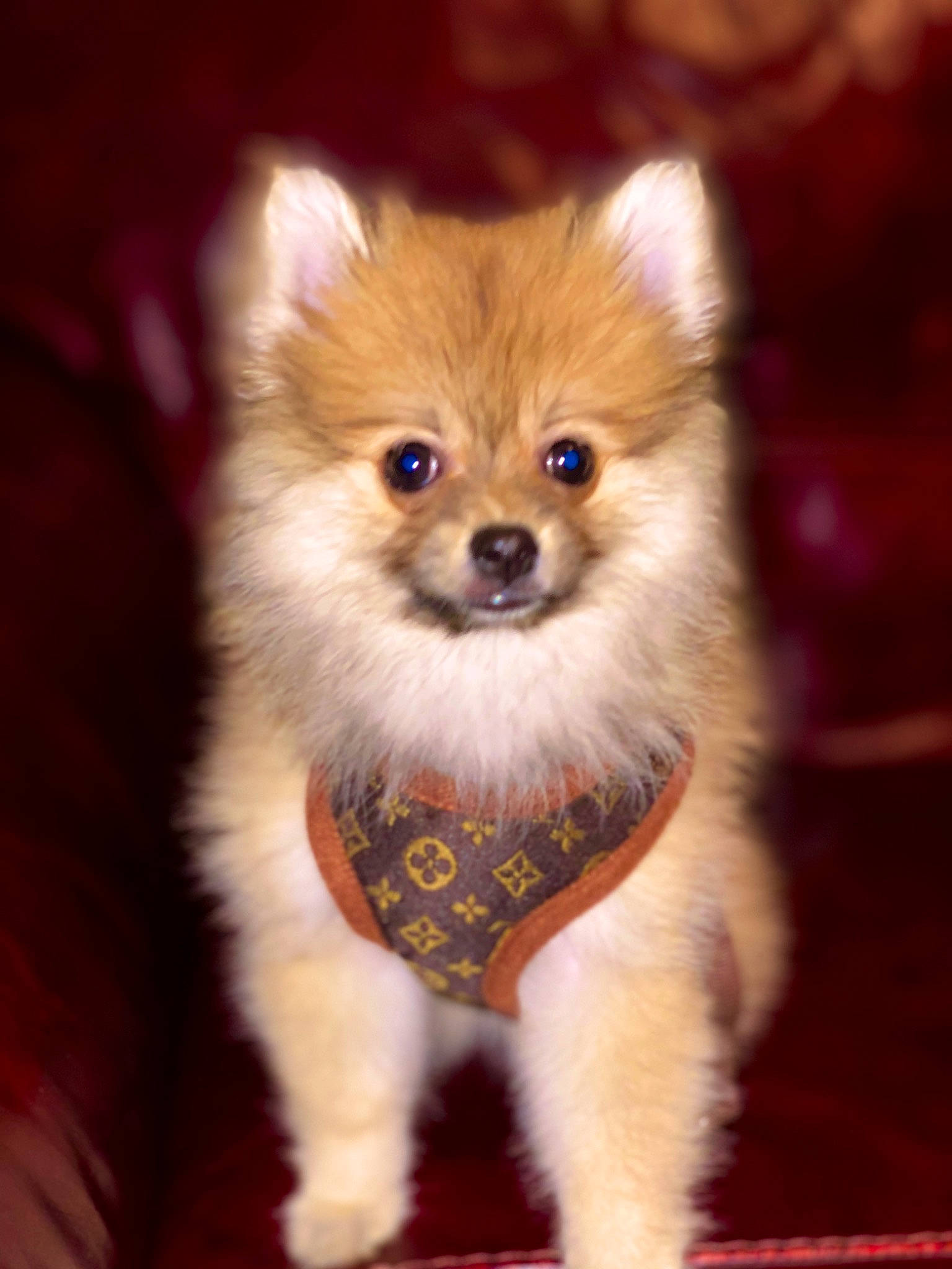 Gianni joined the competition — help win amazing prizes! canidae, carnivore, companion_dog, dog, dog_breed, german_spitz, german_spitz_klein, german_spitz_mittel, mammal, non_sporting_group, pomeranian, puppy, rare_breed_dog, skin, snout, spitz, toy_dog, vertebrate, volpino_italiano, whiskers