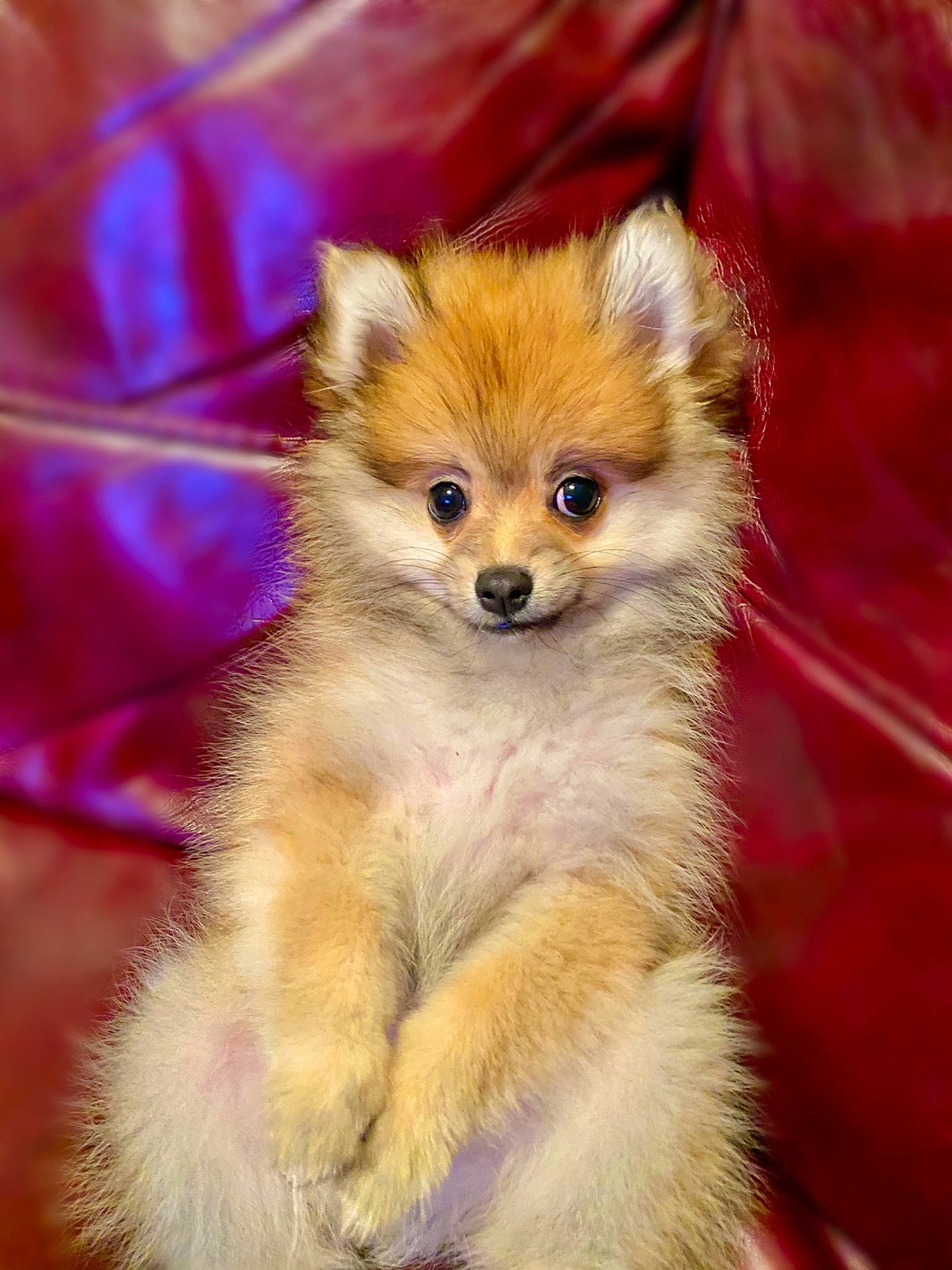 Gianni joined the competition — help win amazing prizes! canidae, carnivore, companion_dog, dog, dog_breed, german_spitz, german_spitz_klein, german_spitz_mittel, mammal, non_sporting_group, pomeranian, puppy, rare_breed_dog, skin, snout, spitz, toy_dog, vertebrate, volpino_italiano, whiskers