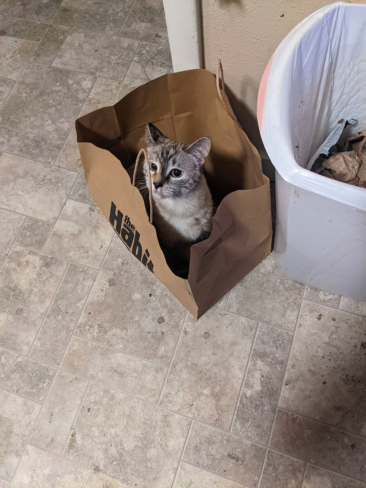 Lillie is registered to the contest to win money with this photo: automotive_tire, bag, cardboard, carnivore, cat, comfort, domestic_short_haired_cat, fawn, felidae, floor, flooring, font, grey, rectangle, road_surface, small_to_medium_sized_cats, tail, tire, wheel, whiskers