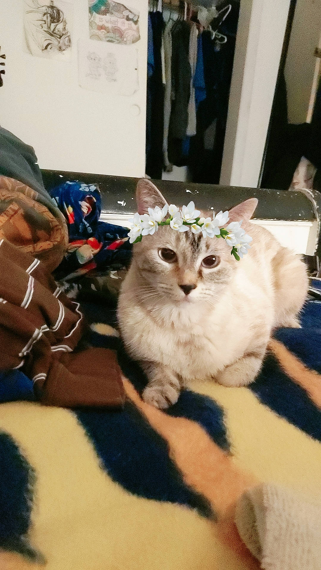 Lillie is registered to the contest to win money with this photo: carnivore, cat, christmas, domestic_short_haired_cat, event, fawn, felidae, fur, paw, small_to_medium_sized_cats, tail, whiskers