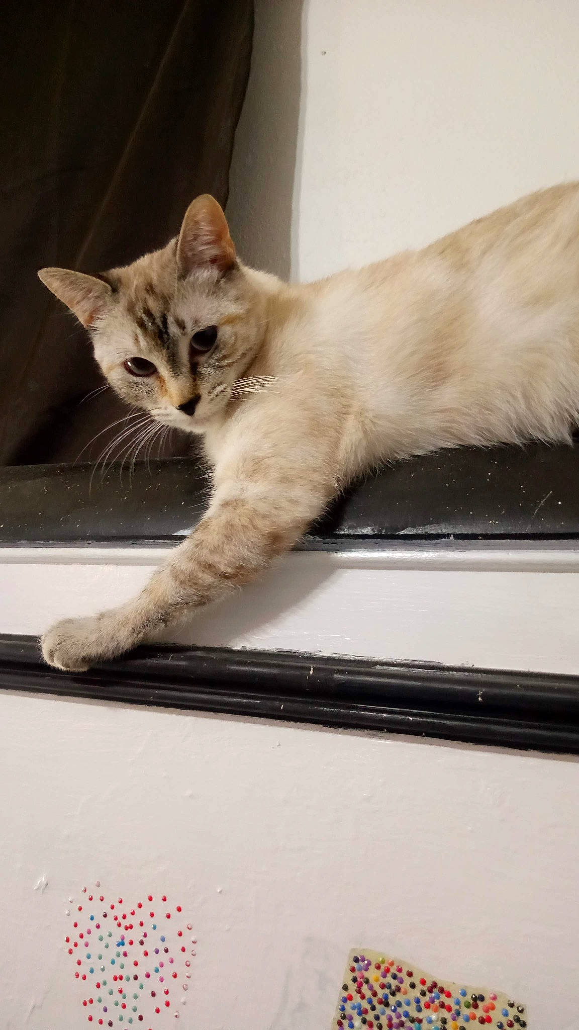 Lillie joined the competition — help win amazing prizes! balinese, box, carnivore, cat, claw, comfort, domestic_short_haired_cat, fawn, felidae, fur, gesture, paw, rectangle, room, small_to_medium_sized_cats, snout, tail, whiskers, window, wood