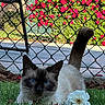 Winter is registered to the contest to win money with this photo: cat, siamese_cat, grass, flower, white_flower, chain_link_fence, red_flowers, greenery, outdoor, garden, pet, animal, nature, close_up, blue_eyes, feline, curious, crouching, sunlight, colorful