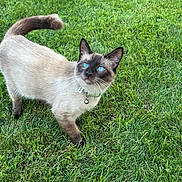 Winter joined the competition — help win amazing prizes! cat, siamese_cat, blue_eyes, pet, grass, outdoor, animal, feline, collar, bell, alert, curious, fur, whiskers, tail, nature, daylight, mammal, young_cat, domestic_animal