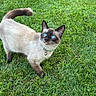 cat, siamese_cat, blue_eyes, pet, grass, outdoor, animal, feline, collar, bell, alert, curious, fur, whiskers, tail, nature, daylight, mammal, young_cat, domestic_animal